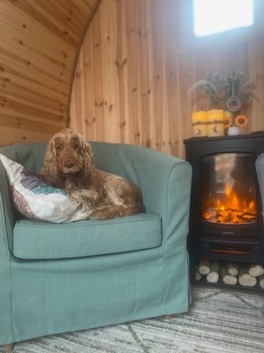 Sonnie resting in The Therapeutic Camper A brown dog resting on a soft chair beside a small electric fireplace.