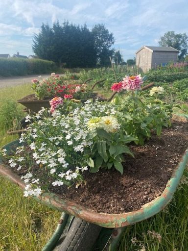 Planter at The Therapeutic Camper's Walk and Talk Therapy Space Colourful flowers in a wheelbarrow, set against a countryside backdrop.