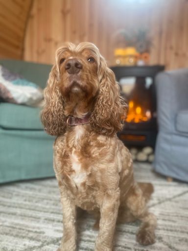 Assisted Animal Therapy A brown, curly-haired dog sitting indoors near a fireplace.