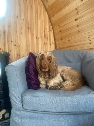 Autism and ADHD assisted animal therapy A brown cocker spaniel resting on a grey sofa with a purple cushion in a wooden interior.