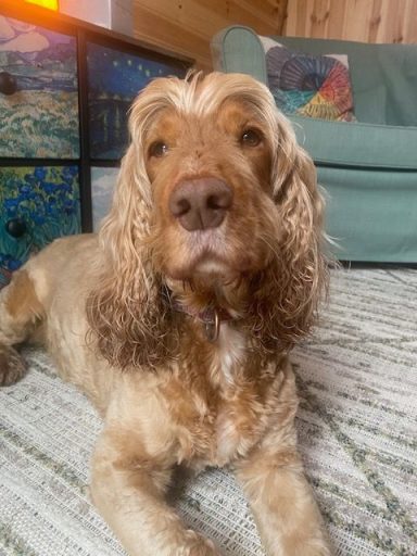 Assisted Animal Therapy A light brown cocker spaniel lying on a textured rug in a cosy room.